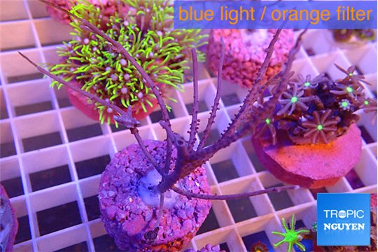 Gorgonia symbiotic 4-8 cm WYSIWYG acclimaté