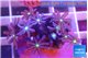 Knopia jasmine polyps 1-3 cm WYSIWYG acclimaté