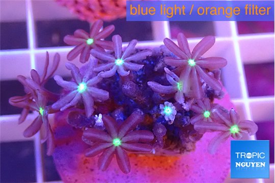 Knopia jasmine polyps 1-3 cm WYSIWYG acclimaté