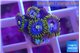 Zoanthus magic green blue 4-5 polyps WYSIWYG acclimaté