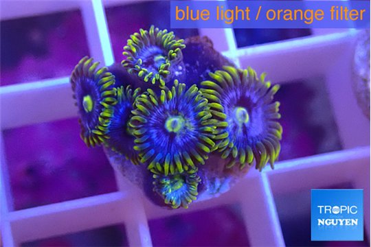 Zoanthus magic green blue 4-5 polyps WYSIWYG acclimaté