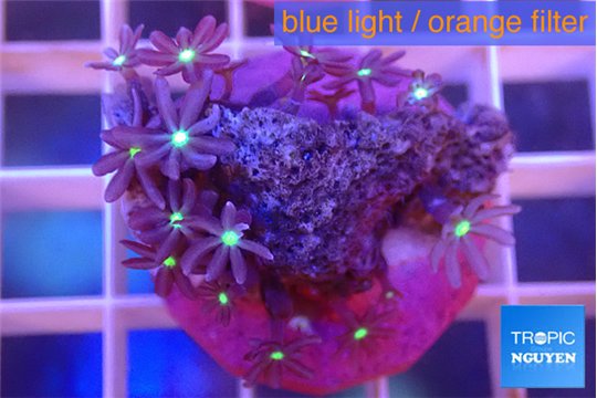 Knopia jasmine polyps 1-3 cm WYSIWYG acclimaté