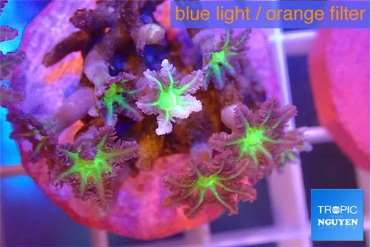 Clavularia papaya lemon 2-4 cm WYSIWYG acclimaté