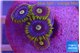 Zoanthus magic green blue 4-5 polyps WYSIWYG acclimaté