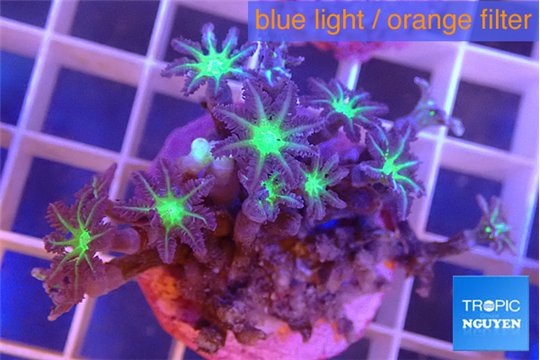 Clavularia papaya lemon 3-5 cm WYSIWYG acclimaté