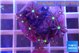 Knopia jasmine polyps 1-3 cm WYSIWYG acclimaté