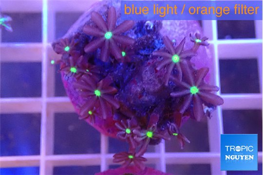 Knopia jasmine polyps 1-3 cm WYSIWYG acclimaté