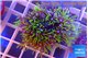 Pachyclavularia neon green 3-4 cm WYSIWYG acclimaté