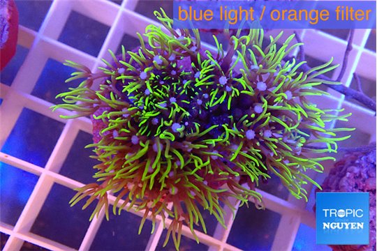 Pachyclavularia neon green 3-4 cm WYSIWYG acclimaté