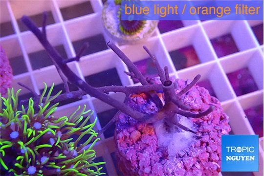 Gorgonia symbiotic 4-8 cm WYSIWYG acclimaté