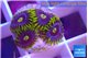 Zoanthus magic green blue 4-5 polyps WYSIWYG acclimaté