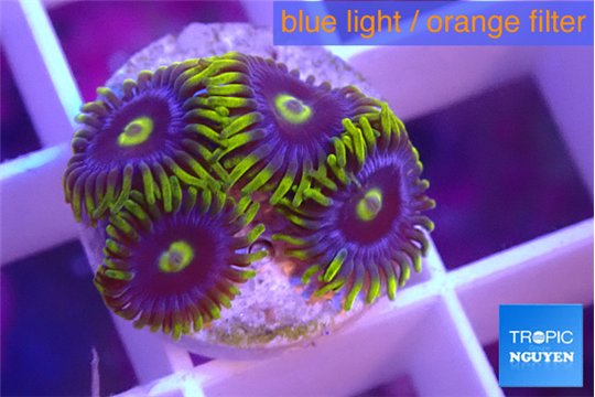 Zoanthus magic green blue 4-5 polyps WYSIWYG acclimaté