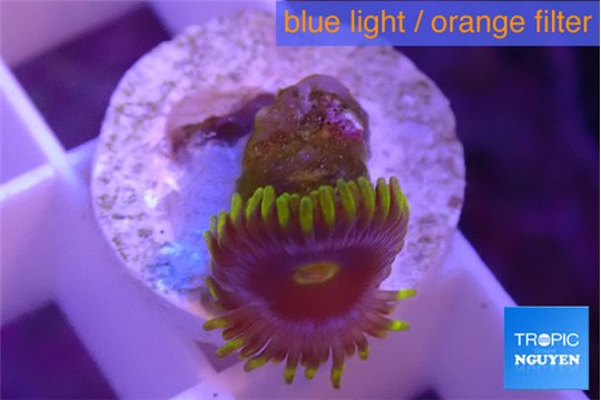 Zoanthus magic green blue 2-3 polyps WYSIWYG acclimaté