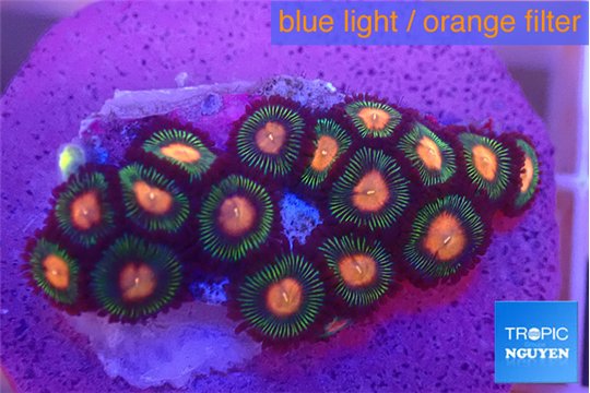 Zoanthus campfire 2-3 cm WYSIWYG acclimaté