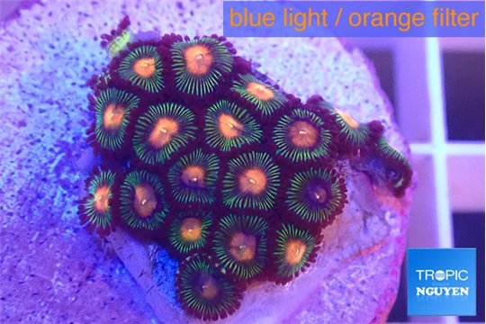 Zoanthus campfire 2-3 cm WYSIWYG acclimaté