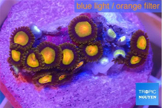 Zoanthus orange 2-3 cm WYSIWYG acclimaté