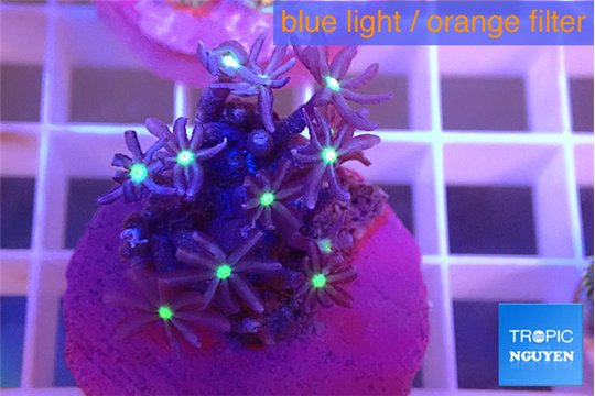 Knopia jasmine polyps 1-3 cm WYSIWYG acclimaté