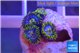 Zoanthus magic green blue 4-5 polyps WYSIWYG acclimaté