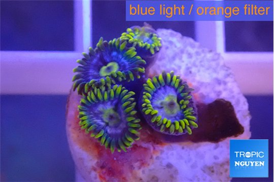 Zoanthus magic green blue 4-5 polyps WYSIWYG acclimaté