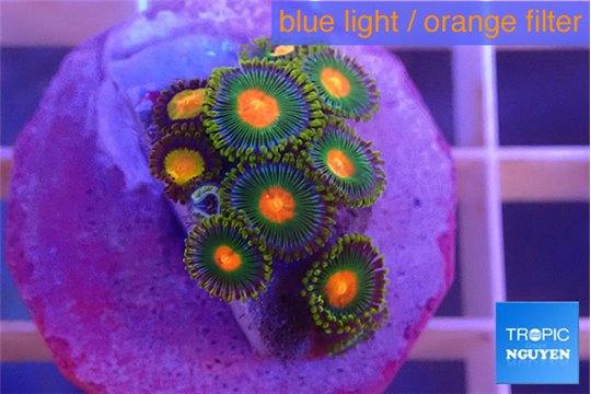 Zoanthus campfire 2-3 cm WYSIWYG acclimaté