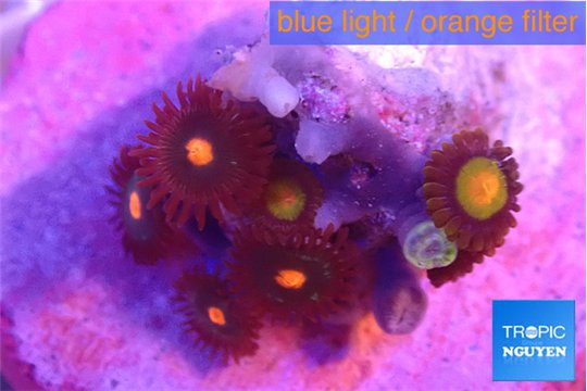 Zoanthus orange 2-3 cm WYSIWYG acclimaté