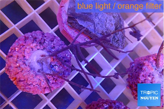 Gorgonia symbiotic 4-8 cm WYSIWYG acclimaté