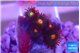 Zoanthus orange 1-2 cm WYSIWYG acclimaté