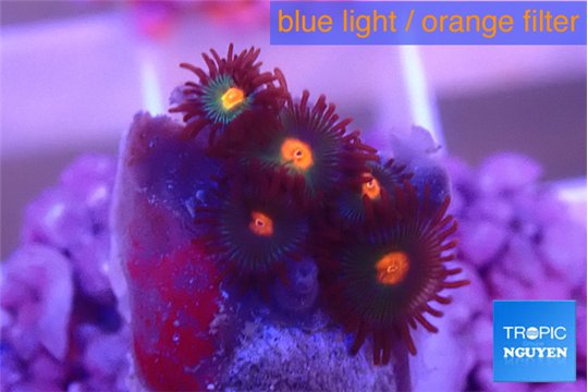 Zoanthus orange 1-2 cm WYSIWYG acclimaté