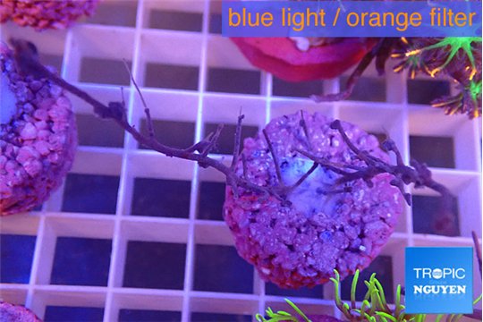 Gorgonia symbiotic 4-8 cm WYSIWYG acclimaté