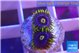 Zoanthus magic green blue 2 polyps WYSIWYG acclimaté