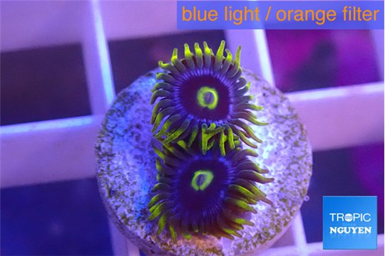 Zoanthus magic green blue 2 polyps WYSIWYG acclimaté