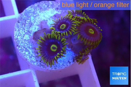 Zoanthus magic green blue 4-5 polyps WYSIWYG acclimaté