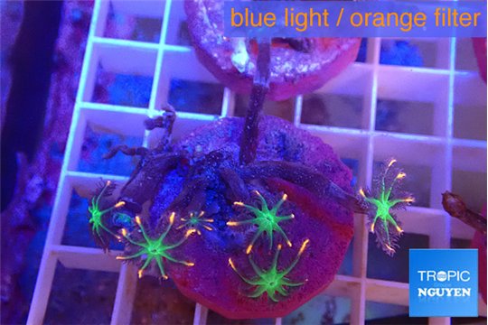 Clavularia papaya fireworks 5-6 polyps WYSIWYG acclimaté