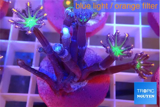 Clavularia papaya fireworks 5-6 polyps WYSIWYG acclimaté