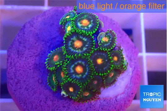 Zoanthus magical blue 1-3 cm WYSIWYG acclimaté