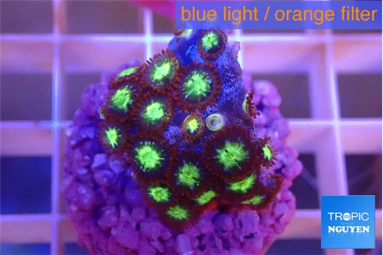 Zoanthus alpha omega 2-3 cm WYSIWYG acclimaté