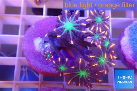 Clavularia papaya fireworks 3-5 cm WYSIWYG acclimaté