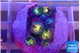 Zoanthus fusion 1-3 cm WYSIWYG acclimaté