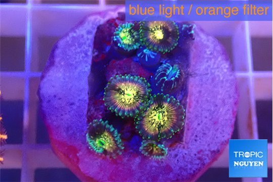 Zoanthus fusion 1-3 cm WYSIWYG acclimaté