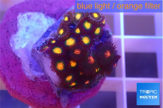 Zoanthus mixed color 1-3 cm WYSIWYG acclimaté