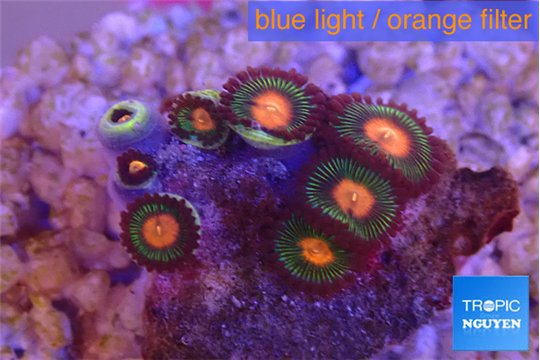 Zoanthus campfire 2-3 cm WYSIWYG acclimaté