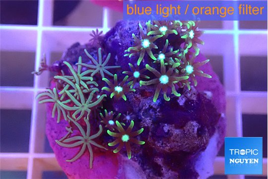 Pachyclavularia neon green 2-3 cm WYSIWYG acclimaté