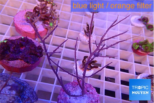 Gorgonia symbiotic 6-12 cm WYSIWYG acclimaté