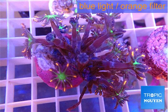 Clavularia papaya fireworks 4-6 cm WYSIWYG acclimaté