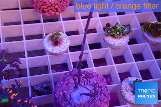 Gorgonia symbiotic 2-4 cm WYSIWYG acclimaté