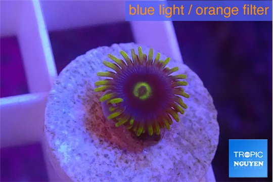 Zoanthus magic green blue 1 polyp WYSIWYG acclimaté