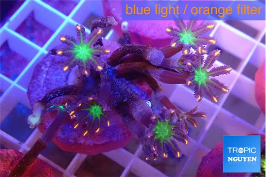 Clavularia papaya fireworks 3-5 cm WYSIWYG acclimaté