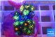 Zoanthus fusion 2-4 cm WYSIWYG acclimaté