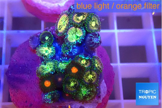 Zoanthus fusion 2-4 cm WYSIWYG acclimaté