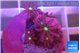 Knopia jasmine polyps 1 cm WYSIWYG acclimaté